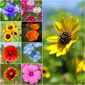 All Annual Wildflower Seed (Erysimum cheiri)