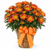 6in Mum Plant