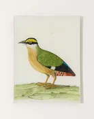 #33 Good Hope Quail Tray