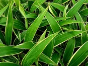 Cordyline Pink Diamond 72 cell