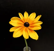 Fall Cut Flower Bouquet