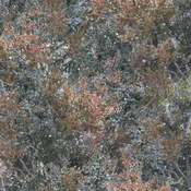 3 WISHES - Under the Moonlight by Abraham Hunter - Pine Scrub - Brown