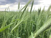 Cereal Rye