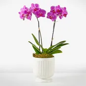 Friendly Fuchsia Orchid