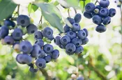 Blueberry Elliot 8” pot