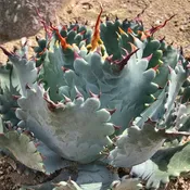 Agave ‘potatorum x isthmensis’