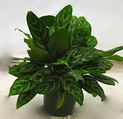 10"  Aglaonema Emerald Bay