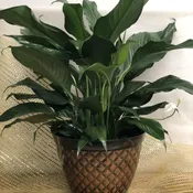 Peace lily