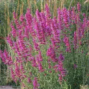 Ava Agastache