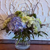 Hydrangeas for Daze
