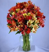 100 Blooms Peruvian Lilies