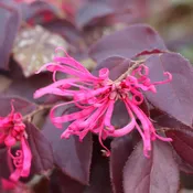 Jazz Hands® Velvet Chinese Fringe-Flower (Loropetalum)