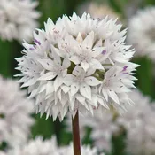 Allium Amplectens Graceful