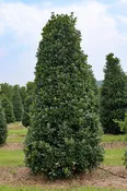 Ilex x 'Conin' ~ Robin™ Holly