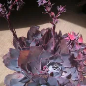 Afterglow Echeveria