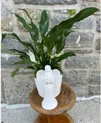 ANGEL'S EMBRACE PEACE LILY