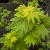 Acer circinatum 'Del's Dwarf'