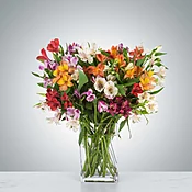 Amazing Alstroemeria by BloomNation™