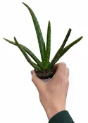 Aloe Vera 2"
