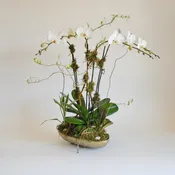 Regal Orchids