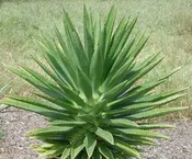 AGAVE BRACTEOSA