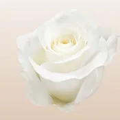 Akito Roses