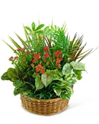LARGE BLOOMING DISH GARDEN