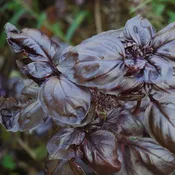 Basil 'Amethyst'