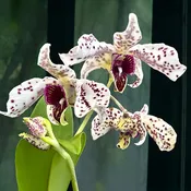 Dendrobium Orchid Spotted Poni (Dendrobium hybrid)