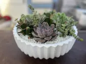 succulents san diego — Thistle Floral