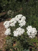 Achillea millefolium, White Yarrow