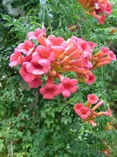 Campsis radicans Trumpet vine Z 5-9 VINE