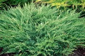 Andorra Compact Juniper
