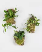 Mounted Hoya Workshop — Wild Roots