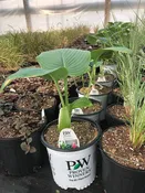 Empress Wu Hosta – Perennial —  Wagenmaker Greenhouses