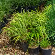 Albostriata Japanese Forest Grass