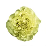 Green/Champagne Matcha Roses