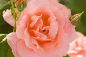 Easy Elegance® Sweet Fragrance Rose