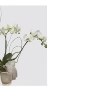 Orchid Plant