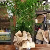 Palm plant