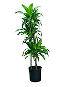 Dracaena Lisa Cane