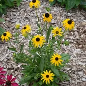 ‘American Gold Rush’ Black Eyed Susan