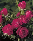 Be My Baby™ — Weeks Roses