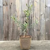 Arbequina Olive Tree Gift