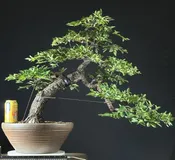 Cork Bark Chinese Elm Bonsai ST0440