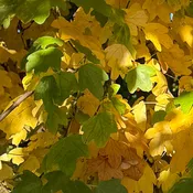 Acer campestre