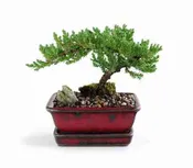 Juniper Bonsai