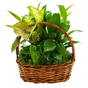 Around We Go Mixed Basket - TMF-1614