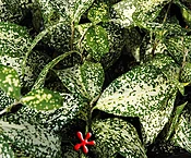 Draceana godseffiana 'Florida Beauty'