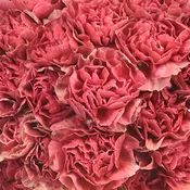 Antique Coral Carnation Flowers
